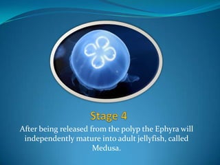 After being released from the polyp the Ephyra will
 independently mature into adult jellyfish, called
                      Medusa.
 