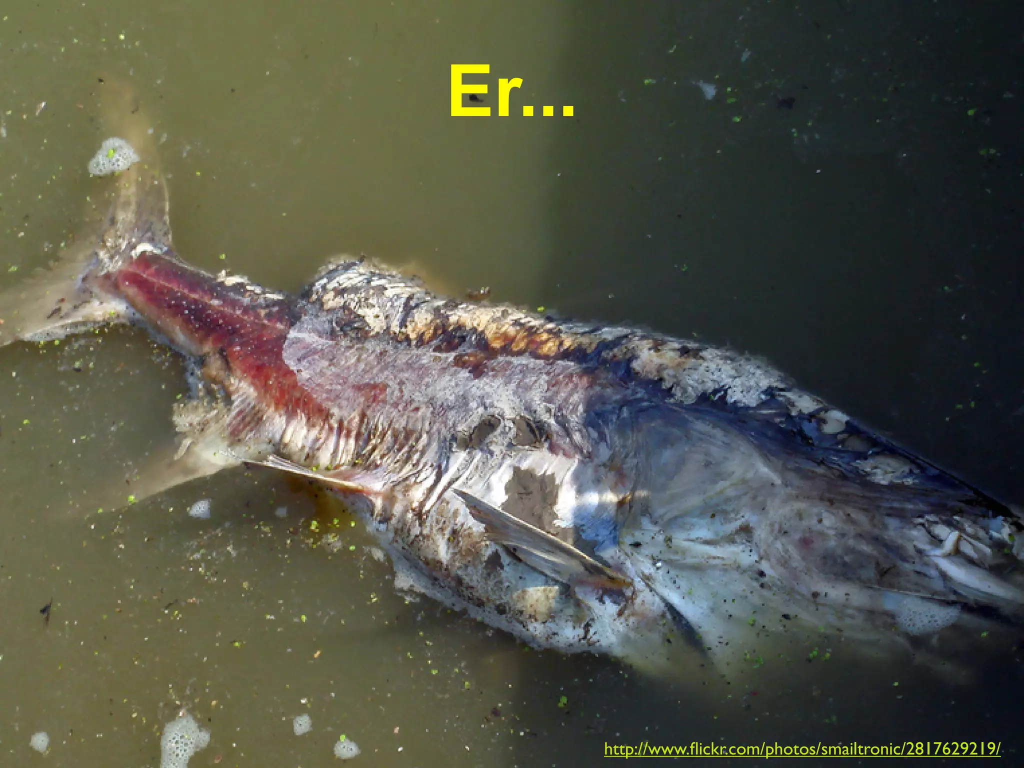 Er...




        http://www.ﬂickr.com/photos/smailtronic/2817629219/
 