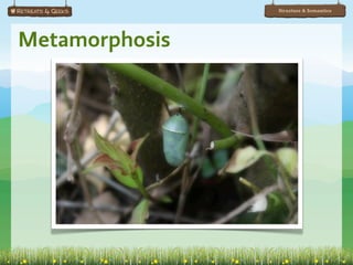 Structure & Semantics




Metamorphosis
 