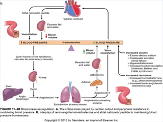 Htn HYpertension | PPTX