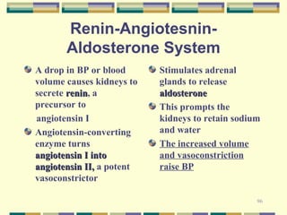 96 
Renin-Angiotesnin- 
Aldosterone System 
A drop in BP or blood 
volume causes kidneys to 
secrete rreenniinn, a 
precursor to 
angiotensin I 
Angiotensin-converting 
enzyme turns 
aannggiiootteennssiinn II iinnttoo 
aannggiiootteennssiinn IIII,, a potent 
vasoconstrictor 
Stimulates adrenal 
glands to release 
aallddoosstteerroonnee 
This prompts the 
kidneys to retain sodium 
and water 
The increased volume 
and vasoconstriction 
raise BP 
 