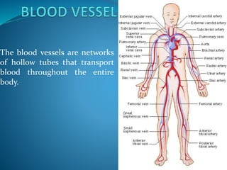 The blood vessels are networks
of hollow tubes that transport
blood throughout the entire
body.
 