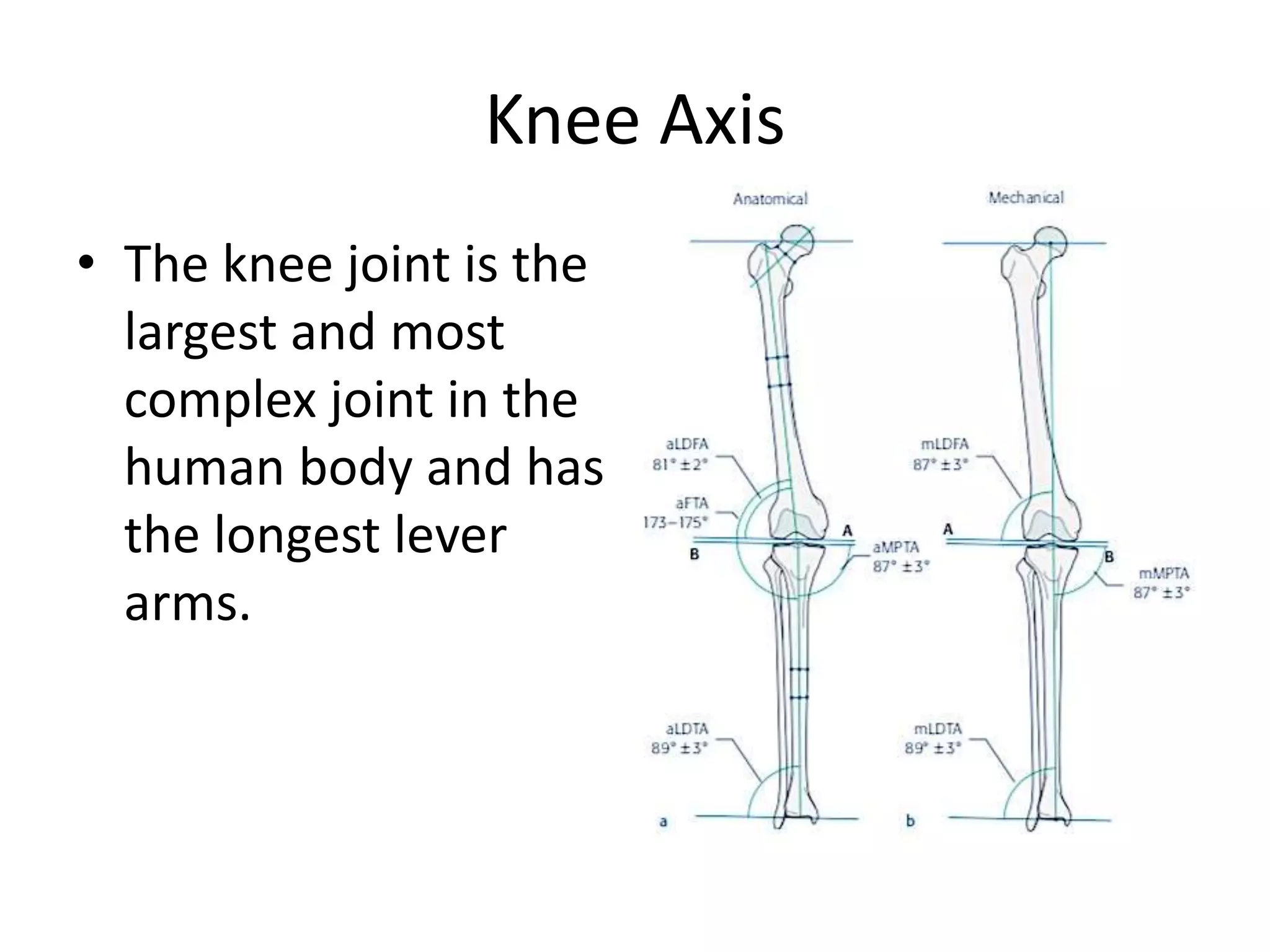 Knee Axis
• The knee joint is the
largest and most
complex joint in the
human body and has
the longest lever
arms.
 
