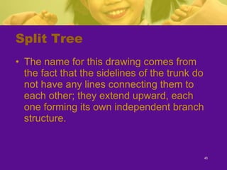Split Tree The name for this drawing comes from the fact that the sidelines of the trunk do not have any lines connecting them to each other; they extend upward, each one forming its own independent branch structure. 