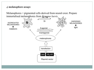c) melanophore assays
Melanophores = pigmented cells derived from neural crest. Prepare
immortalised melanophores from Xen...