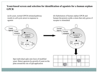 Yeast-based screen and selection for identification of agonists for a human orphan
GPCR
Yeast
ligand
Yeast
receptor
Yeast ...