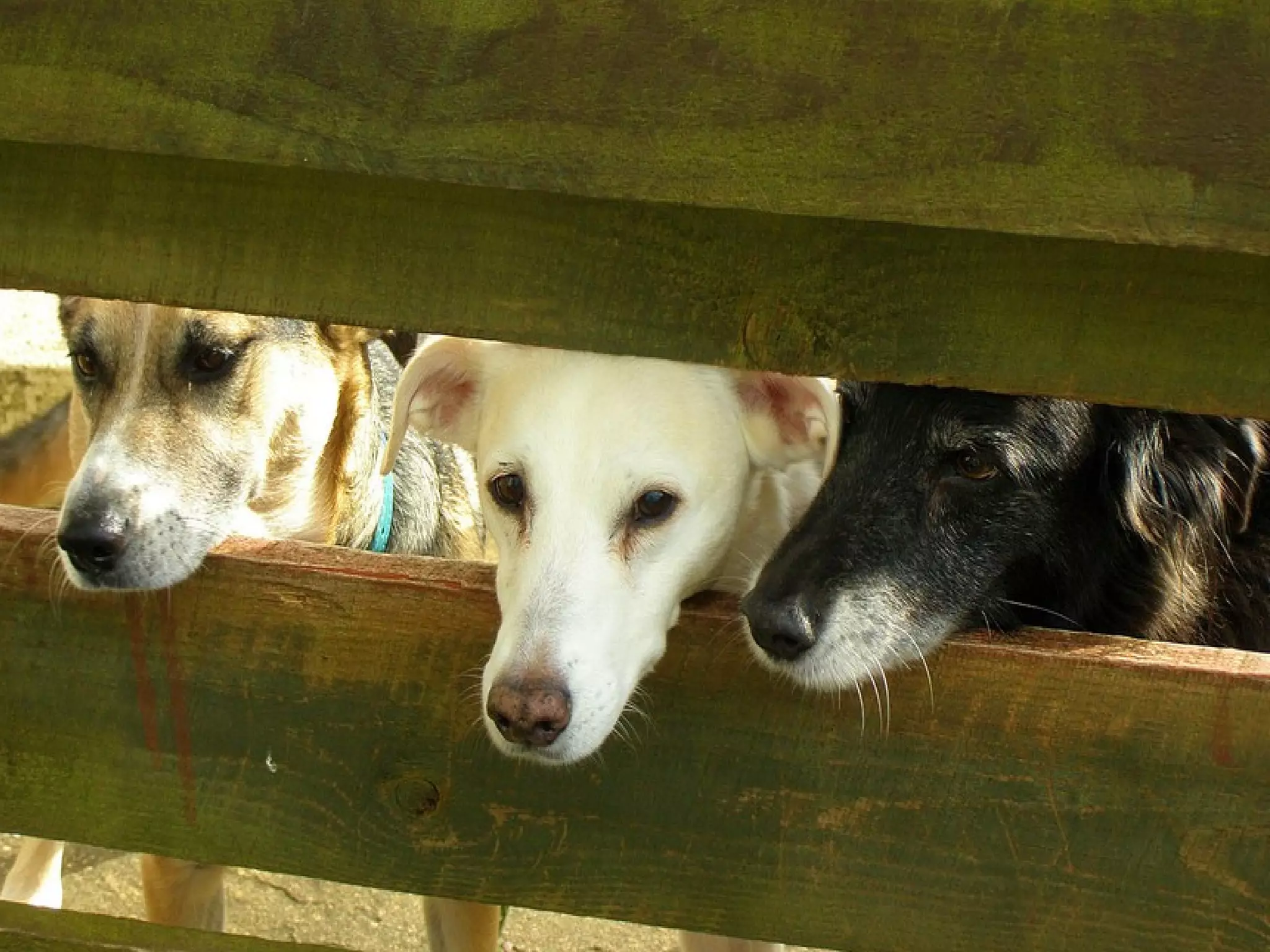 Server 
if (“stay-puft-marshmellow-dog” == “f4e1591..”) { 
patchTheRecord(); 
} 
 