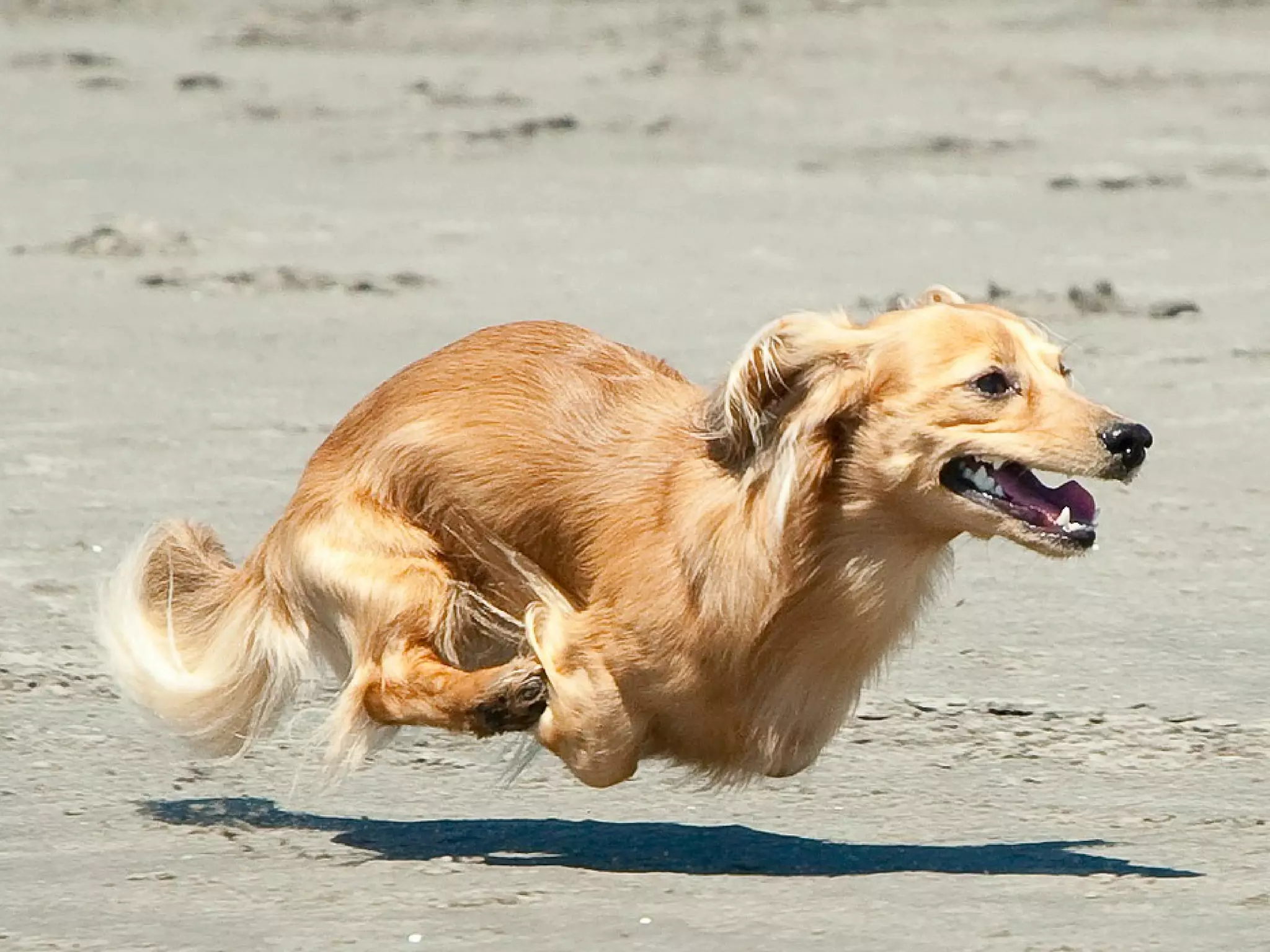 Server 
if (“stay-puft-marshmellow-dog” == “f4e1591..”) { 
patchTheRecord(); 
} else { 
sendScary412Message(); 
} 
 