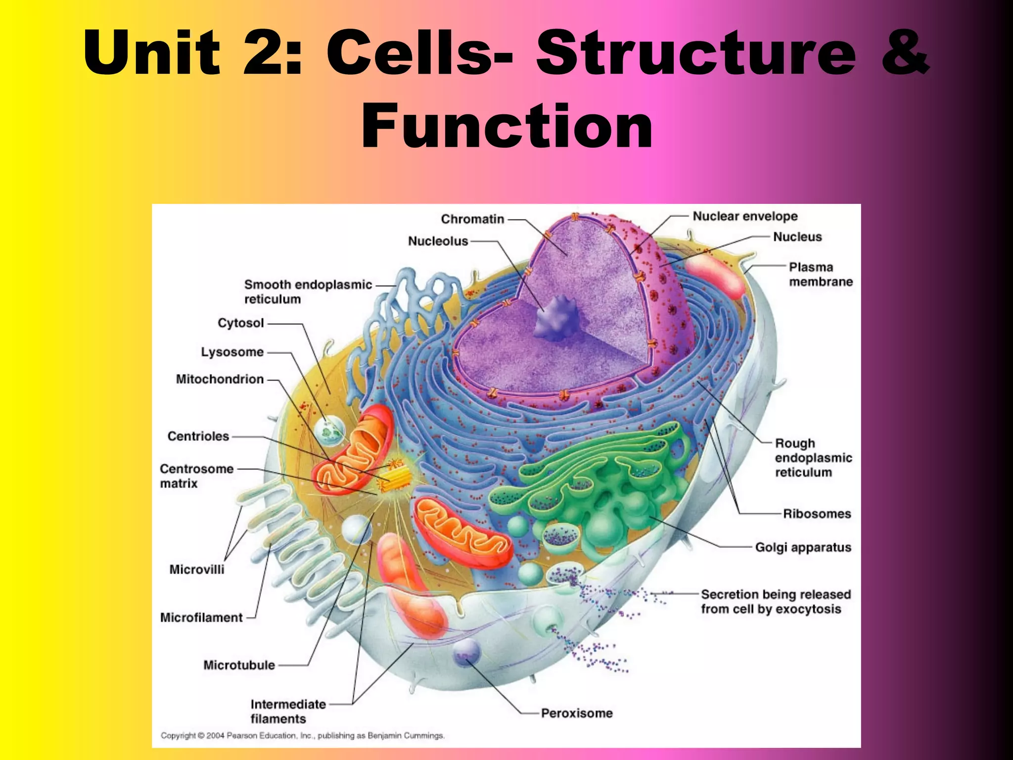 httpmrsobermeyer.weebly.comuploads383038303365unit_2-_cells__structure ...