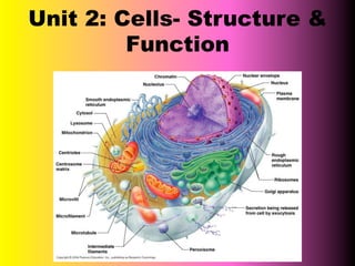 Unit 2: Cells- Structure &
Function
 