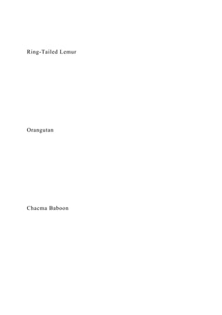 Ring-Tailed Lemur
Orangutan
Chacma Baboon
 