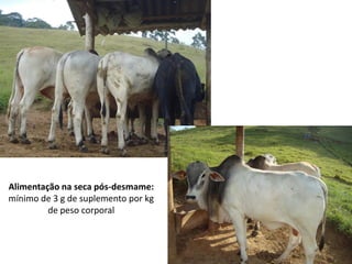Alimentação na seca pós-desmame:
mínimo de 3 g de suplemento por kg
de peso corporal
 