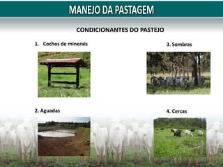 CONDICIONANTES DO PASTEJO
1. Cochos de minerais
2. Aguadas
3. Sombras
4. Cercas
 