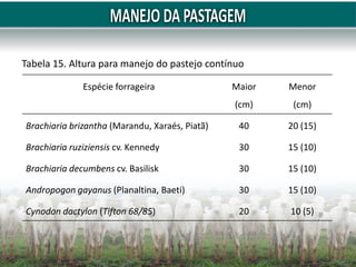 Espécie forrageira Maior
(cm)
Menor
(cm)
Brachiaria brizantha (Marandu, Xaraés, Piatã) 40 20 (15)
Brachiaria ruziziensis cv. Kennedy 30 15 (10)
Brachiaria decumbens cv. Basilisk 30 15 (10)
Andropogon gayanus (Planaltina, Baeti) 30 15 (10)
Cynodon dactylon (Tifton 68/85) 20 10 (5)
Tabela 15. Altura para manejo do pastejo contínuo
 