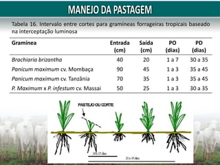 Tabela 16. Intervalo entre cortes para gramíneas forrageiras tropicais baseado
na interceptação luminosa
Gramínea Entrada
(cm)
Saída
(cm)
PO
(dias)
PD
(dias)
Brachiaria brizantha 40 20 1 a 7 30 a 35
Panicum maximum cv. Mombaça 90 45 1 a 3 35 a 45
Panicum maximum cv. Tanzânia 70 35 1 a 3 35 a 45
P. Maximum x P. infestum cv. Massai 50 25 1 a 3 30 a 35
 