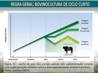 Figura 19 – Ganho de peso dos animais apenas com suplementação mineral,
com suplementação mineral e ureia e com suplementação mineral e proteica.
Fonte: Confinar (2014)
 