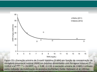 0
10
20
30
40
50
60
4 5 6 7 8 9 10 11 12 13 14 15
RAN (mg/dL)
3-MH
(mg/g
creatinine)
Rufino (2011)
Batista (2012)
Figura 23 – Excreção urinária de 3-metil histidina (3-MH) em função da concentração de
nitrogênio amoniacal ruminal (RAN) em bovinos alimentados com forragens tropicais (Ŷ =
1120,0 × e-0,8589  X + 19,1657, sXY = 5,88, n = 32; a excreção urinária de 3-MH é utilizada
como indicador da mobilização de proteína miofibrilar). Fonte: Detmann et al. (2014a).
 