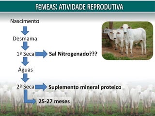 Nascimento
Desmama
1ª Seca
Águas
2ª Seca
25-27 meses
Sal Nitrogenado???
Suplemento mineral proteico
 