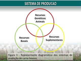 Recursos
Genéticos
Animais
Recursos
Basais
Recursos
Suplementares
Figura 3 - Representação diagramática dos sistemas de
produção de carne bovina.
 