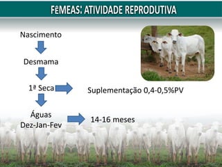 Nascimento
Desmama
1ª Seca
Águas
Dez-Jan-Fev
Suplementação 0,4-0,5%PV
14-16 meses
 