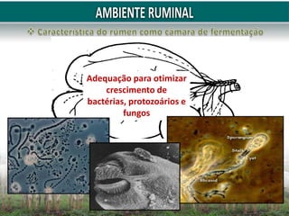 Adequação para otimizar
crescimento de
bactérias, protozoários e
fungos
 