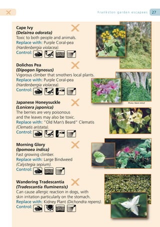 Frankston garden escapees          27



Cape Ivy
(Delairea odorata)
Toxic to both people and animals.
Replace with: Purple Coral-pea
(Hardenbergia violacea).
Control:

Dolichos Pea
(Dipogon lignosus)
Vigorous climber that smothers local plants.
Replace with: Purple Coral-pea
(Hardenbergia violacea).
Control:

Japanese Honeysuckle                                          Photo: Mark Imhof

(Lonicera japonica)
The berries are very poisonous
and the leaves may also be toxic.
Replace with: ”Old Man’s Beard“ Clematis
(Clematis aristata).
Control:

Morning Glory
(Ipomoea indica)
Fast growing climber.
Replace with: Large Bindweed
(Calystegia sepium).
Control:

Wandering Tradescantia
(Tradescantia fluminensis)
Can cause allergic reaction in dogs, with
skin irritation particularly on the stomach.
Replace with: Kidney Plant (Dichondra repens).
Control:
 