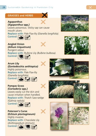28   Sustainable Gardening in Frankston City



     GRASSES and HERBS

     Agapanthus
     (Agapanthus spp.)
     Leaves poisonous. Sticky sap can cause
     mouth ulcers
     Replace with: Pale Flax-lily (Dianella longifolia).
     Control:

     Angled Onion




                                                           Photo: Mark Imhof
     (Allium triquetrum)
     Pungent odour.
     Replace with: Bulbine Lily (Bulbine bulbosa).
     Control:

     Arum Lily
     (Zantedeschia aethiopica)
     Highly poisonous.
     Replace with: Pale Flax-lily
     (Dianella longifolia).
     Control:

     Pampas Grass
     (Cortaderia spp.)
     Leaves easily cut the skin and
     cause irritation when handled.
     Replace with: Thatch Saw-sedge
     (Gahnia radula).
     Control:

     Paterson’s Curse
     (Echium plantagineum)
     Highly invasive.
     Replace with: Chocolate Lily
     (Anthropodium strictum).
     Control:
 