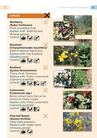 Frankston garden escapees   29


SHRUBS

Blackberry
(Rubus fruiticosus)
Prickly scrambling shrub.
Replace with: Sweet Bursaria
(Bursaria spinosa).
Control:

Boneseed
(Chrysanthemoides monilifera)
Weed of National Significance.
Replace with: Hop Goodenia
(Goodenia ovata).
Control:

Boxthorn
(Lycium ferocissimum)
Thorny shrub. Poisonous.
Replace with: Prickly Currant-bush
(Coprosma quadrifida).
Control:

Cotoneaster
(Cotoneaster spp.)
Berries contain toxins that can be
harmful to infants if eaten.
Replace with: Prickly Currant-bush
(Coprosma quadrifida).
Control:

Flaw-leaf Broom
(Genista linifolia)
Seeds highly poisonous.
Replace with: Golden Spray
(Viminaria junceae).
Control:
 