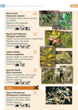 30   Sustainable Gardening in Frankston City




     Mirror Bush
     (Coprosma repens)
     Shiny green leaves used as whistles
     by children.
     Replace with: Boobialla
     (Myoporum insulare).
     Control:

     Myrtle-leaf Milkwort
     (Polygala myrtifolia)
     Highly invasive particularly in coastal areas.
     Replace with: Tree Violet
     (Hymenanthera dentata).
     Control:

     Sallow Wattle
     (Acacia longifolia)
     Spreads rapidly in coastal areas.
     Replace with: Hop Goodenia
     (Goodenia ovata).
     Control:

     Spanish Heath
     (Erica lusitanica)
     Often confused with native heath.
     Replace with: Common Heath
     (Epacris impressa).
     Control:

     TREES

     Sweet Pittosporum
     (Pittosporum undulatum)
     Fast growing invasive plant.
     Replace with: Black Wattle
     (Acacia mearnsii).
     Control:
 