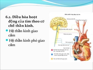 6.2. Điề u hòa hoạ t
  độ ng củ a tim theo cơ
  chế thầ n kinh.
Hệ thần kinh giao
  cảm
Hệ thần kinh phó giao
  cảm
 