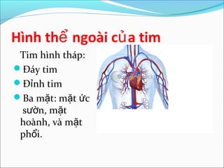 Hình thể ngoài củ a tim
 Tim hình tháp:
Đáy tim
Đỉnh tim
Ba mặt: mặt ức
 sườn, mặt
 hoành, và mặt
 phổi.
 