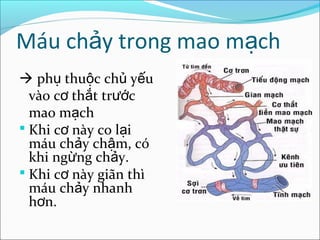 Máu chảy trong mao mạch
 phụ thuộc chủ yếu
  vào cơ thắt trước
  mao mạch
 Khi cơ này co lại
  máu chảy chậm, có
  khi ngừng chảy.
 Khi cơ này giãn thì
  máu chảy nhanh
  hơn.
 