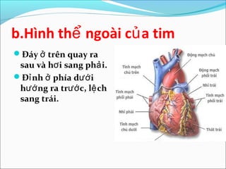 b.Hình thể ngoài củ a tim
Đáy ở trên quay ra
 sau và hơ i sang phả i.
Đỉ nh ở phía dướ i
 hướ ng ra trướ c, lệ ch
 sang trái.
 