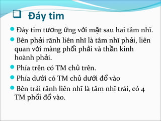  Đáy tim
Đáy tim tương ứng với mặt sau hai tâm nhĩ.
Bên phải rãnh liên nhĩ là tâm nhĩ phải, liên
 quan với màng phổi phải và thần kinh
 hoành phải.
Phía trên có TM chủ trên.
Phía dưới có TM chủ dưới đổ vào
Bên trái rãnh liên nhĩ là tâm nhĩ trái, có 4
 TM phổi đổ vào.
 
