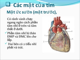  Các mặ t củ a tim
 Mặ t ứ c sườ n (mặ t trướ c),
 Có rãnh vành chạy
 ngang ngăn cách phần
 tâm nhĩ ở trên và tâm
 thất ở dưới.
Phần tâm nhĩ bị thân
 ĐMP và ĐMC lên che
 lấp.
 Hai bên có 2 tiểu nhĩ
 phải và trái.
 