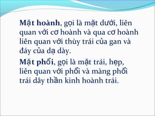 Mặ t hoành, gọi là mặt dưới, liên
quan với cơ hoành và qua cơ hoành
liên quan với thùy trái của gan và
đáy của dạ dày.
Mặ t phổ i, gọi là mặt trái, hẹp,
liên quan với phổi và màng phổi
trái dây thần kinh hoành trái.
 