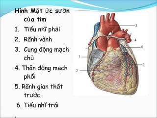 Hình Mặ t ứ c sườ n
   củ a tim
1. Tiểu nhĩ phải
2. Rãnh vành
3. Cung động mạch
   chủ
4. Thân động mạch
    phổi
5. Rãnh gian thất
    trước
    6. Tiểu nhĩ trái
.
 