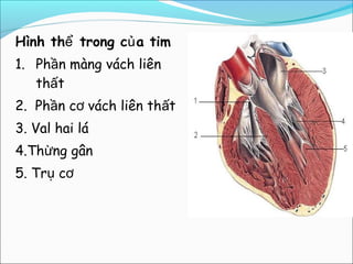 Hình thể trong củ a tim
1. Phần màng vách liên
   thất
2. Phần cơ vách liên thất
3. Val hai lá
4.Thừng gân
5. Trụ cơ
 