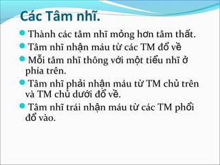 Các Tâm nhĩ.
Thành các tâm nhĩ mỏng hơn tâm thất.
Tâm nhĩ nhận máu từ các TM đổ về
Mỗi tâm nhĩ thông với một tiểu nhĩ ở
 phía trên.
Tâm nhĩ phải nhận máu từ TM chủ trên
 và TM chủ dưới đổ về.
Tâm nhĩ trái nhận máu từ các TM phổi
 đổ vào.
 