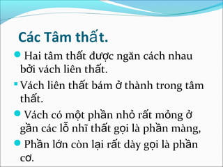 Các Tâm thấ t.
Hai tâm thất được ngăn cách nhau
  bởi vách liên thất.
 Vách liên thất bám ở thành trong tâm
  thất.
Vách có một phần nhỏ rất mỏng ở
  gần các lỗ nhĩ thất gọi là phần màng,
Phần lớn còn lại rất dày gọi là phần
  cơ.
 