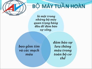 BỘ MÁY TUẦ N HOÀN
www.auviet.edu.vn
 
