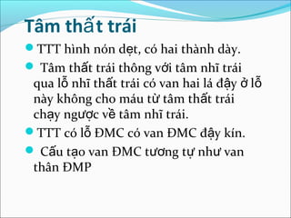 Tâm thấ t trái
TTT hình nón dẹt, có hai thành dày.
 Tâm thất trái thông với tâm nhĩ trái
 qua lỗ nhĩ thất trái có van hai lá đậy ở lỗ
 này không cho máu từ tâm thất trái
 chạy ngược về tâm nhĩ trái.
TTT có lỗ ĐMC có van ĐMC đậy kín.
 Cấu tạo van ĐMC tương tự như van
 thân ĐMP
 