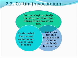 2.2. Cơ tim (myocardium)
 