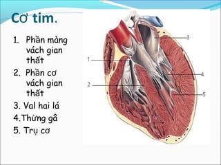 Cơ tim.
1. Phần màng
    vách gian
    thất
2. Phần cơ
    vách gian
    thất
3. Val hai lá
4.Thừng gâ
5. Trụ cơ
 