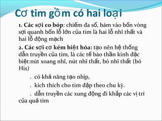 Cơ tim gồ m có hai loạ i
1. Các sợ i co bóp: chiếm đa số, bám vào bốn vòng
sợi quanh bốn lỗ lớn của tim là hai lỗ nhĩ thất và
hai lỗ động mạch
2. Các sợ i cơ kém biệ t hóa: tạo nên hệ thống
dẫn truyền của tim, là các tế bào thần kinh đặc
biệt:nút xoang nhĩ, nút nhĩ thất, bó nhĩ thất (bó
His)
     . có khả năng tạo nhịp,
     . kích thích cho tim đập theo chu kỳ.
     . dẫn truyền các xung động đi khắp các vị trí
của quả tim
 