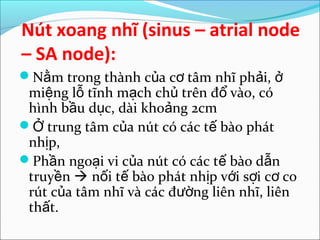 Nút xoang nhĩ (sinus – atrial node
– SA node):
Nằm trong thành của cơ tâm nhĩ phải, ở
 miệng lỗ tĩnh mạch chủ trên đổ vào, có
 hình bầu dục, dài khoảng 2cm
Ở trung tâm của nút có các tế bào phát
 nhịp,
Phần ngoại vi của nút có các tế bào dẫn
 truyền  nối tế bào phát nhịp với sợi cơ co
 rút của tâm nhĩ và các đường liên nhĩ, liên
 thất.
 