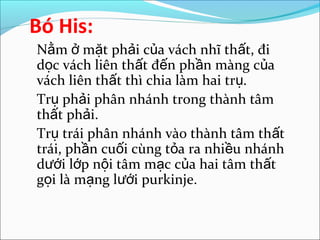 Bó His:
Nằm ở mặt phải của vách nhĩ thất, đi
dọc vách liên thất đến phần màng của
vách liên thất thì chia làm hai trụ.
Trụ phải phân nhánh trong thành tâm
thất phải.
Trụ trái phân nhánh vào thành tâm thất
trái, phần cuối cùng tỏa ra nhiều nhánh
dưới lớp nội tâm mạc của hai tâm thất
gọi là mạng lưới purkinje.
 