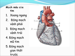 Mạ ch máu củ a
   tim
1. Xoang ngang
2. Động mạch
   vành phải
3. Động mạch
   vành trái
4. Động mạch
   mũ tim
5. Động mạch
   gian thất
   trước
 