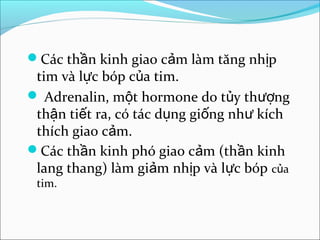Các thần kinh giao cảm làm tăng nhịp
 tim và lực bóp của tim.
 Adrenalin, một hormone do tủy thượng
 thận tiết ra, có tác dụng giống như kích
 thích giao cảm.
Các thần kinh phó giao cảm (thần kinh
 lang thang) làm giảm nhịp và lực bóp của
 tim.
 