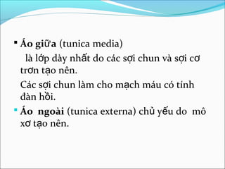  Áo giữ a (tunica media)
   là lớp dày nhất do các sợi chun và sợi cơ
  trơn tạo nên.
  Các sợi chun làm cho mạch máu có tính
  đàn hồi.
 Áo ngoài (tunica externa) chủ yếu do mô
  xơ tạo nên.
 